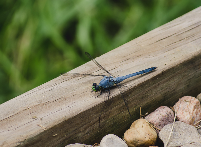Distance to subject: approximately 1-2 feet, 200mm @ f8