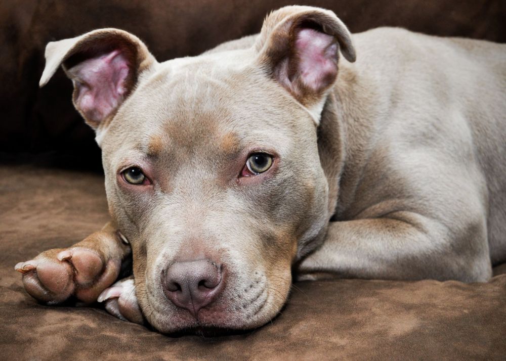 pet photography dog from holly roa