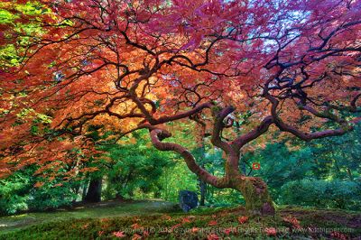 Portland Japanese Garden Focusing lesson